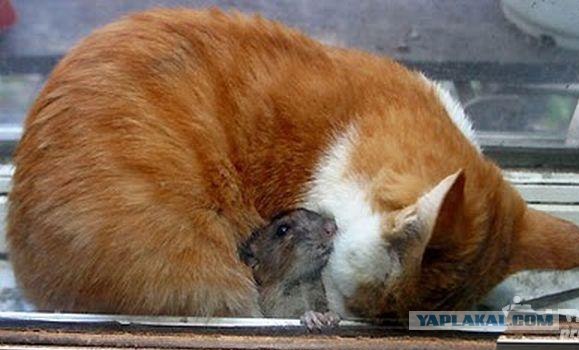 И попробуй тут только пикни