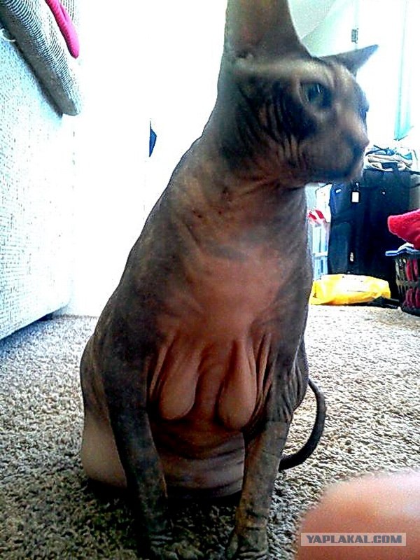 Я слышал тут любят котэ