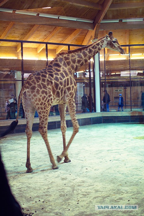 Московский зоопарк