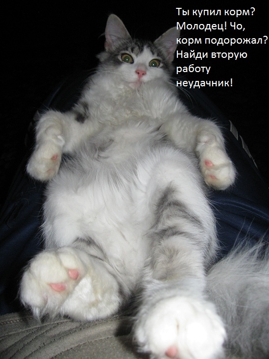 Какотики