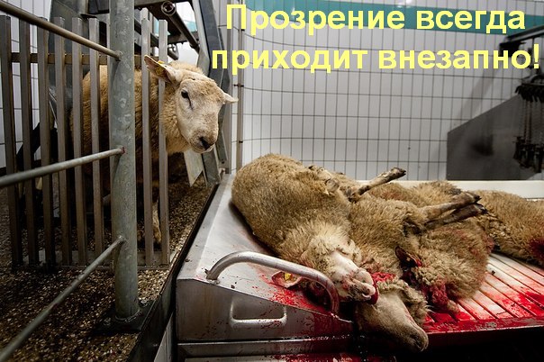 Во время вручения музыкальной премии на "России-1" в песне Би-2 грубо зацензурировали слово "протесты"
