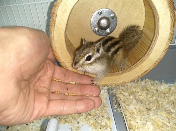 Пост про ежат