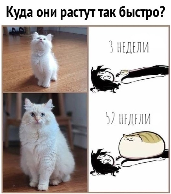 Коты они такие