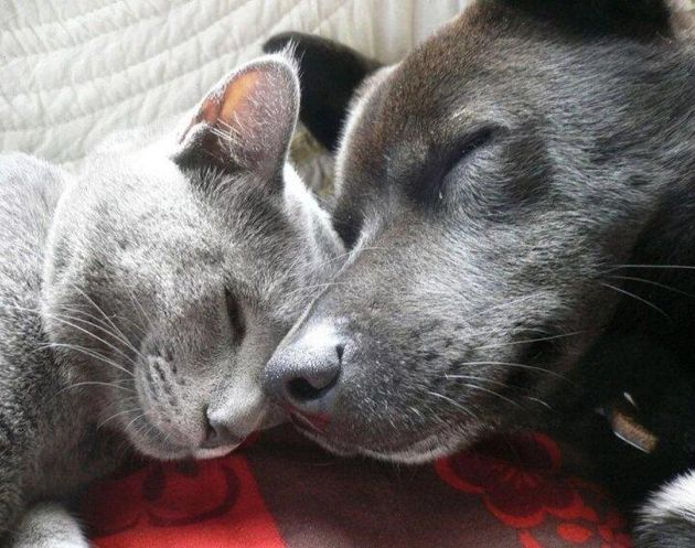 10 фотографий кошек и собак, которые не могут друг без друга