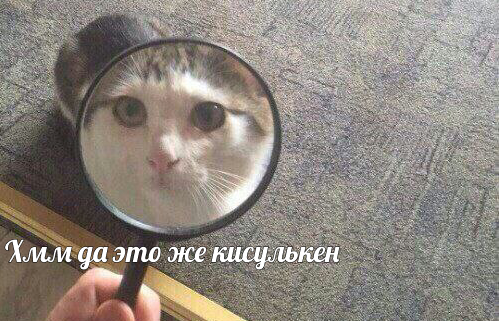 Весёлый полтишок 24.05.22