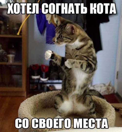Кот боксёра