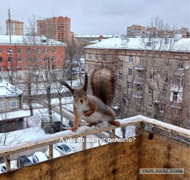 Белочка пришла