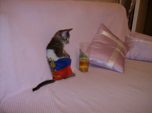 Дегустатор