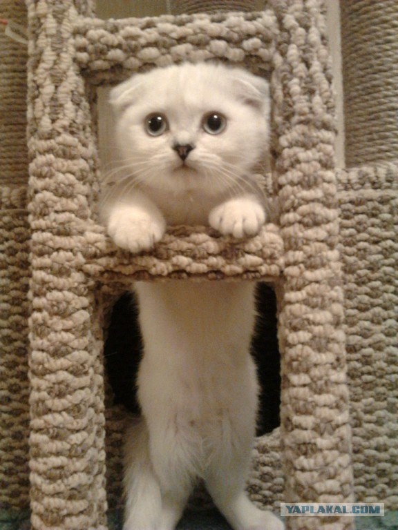 Домик для Тёмы