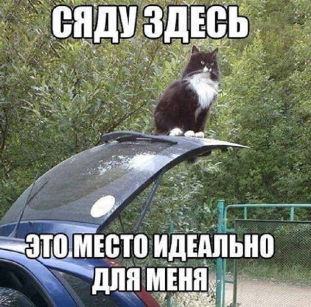 К котовторнику: подборка картинок-баянов с котиками и про котиков. Выпуск 13
