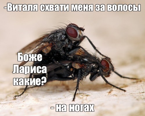 Забавные и не очень скромные картинки - 6