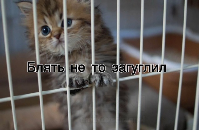 А где Цой?