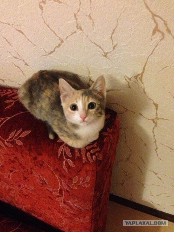 КотоПост