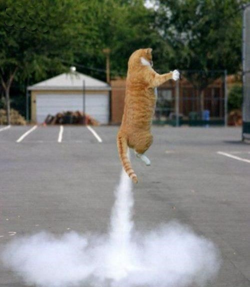 Коты ученых