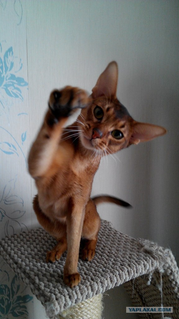 Международная выставка кошек Кэтсбург 2014