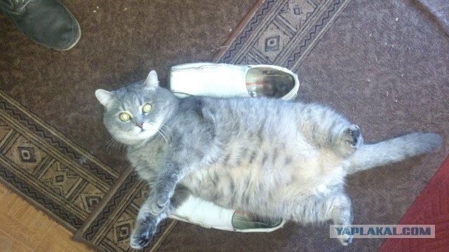 Просто жирный кот.