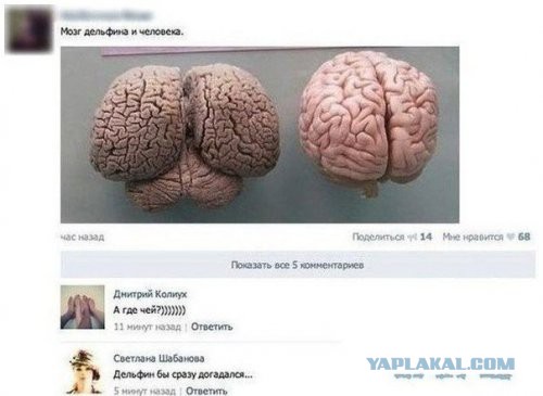 Не знаю, как назвать. Из соцсетей
