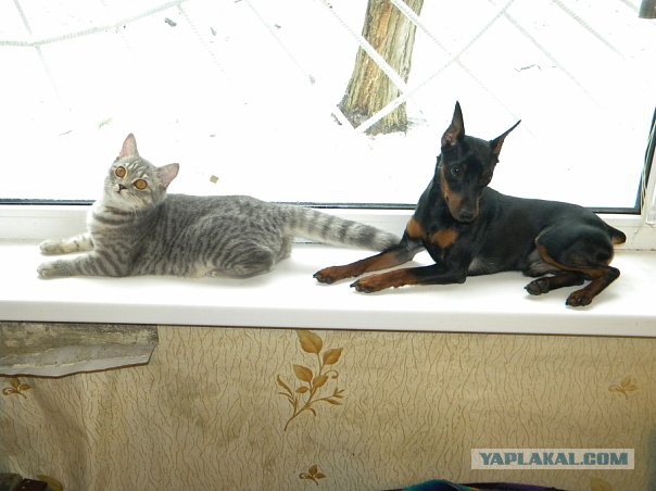 Котовторник 25.11.2014