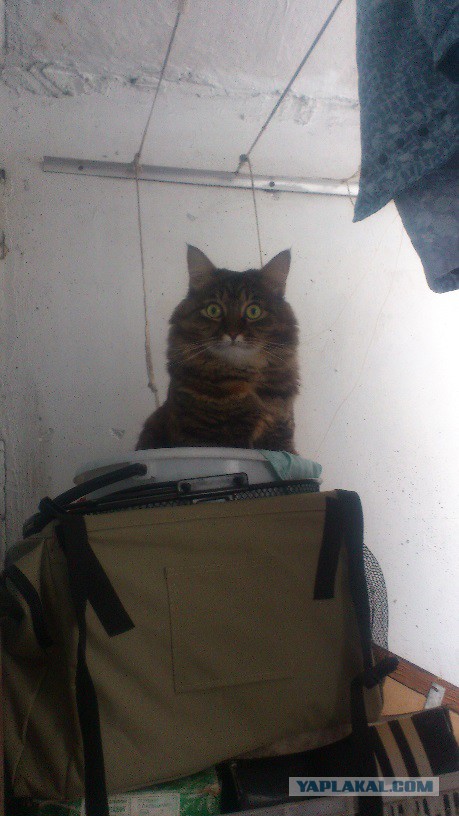 Котовторник 27.01.2015
