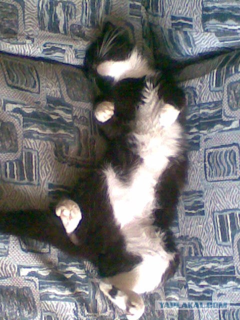 Эротический фотосет "гламурной кисы" у зеркала