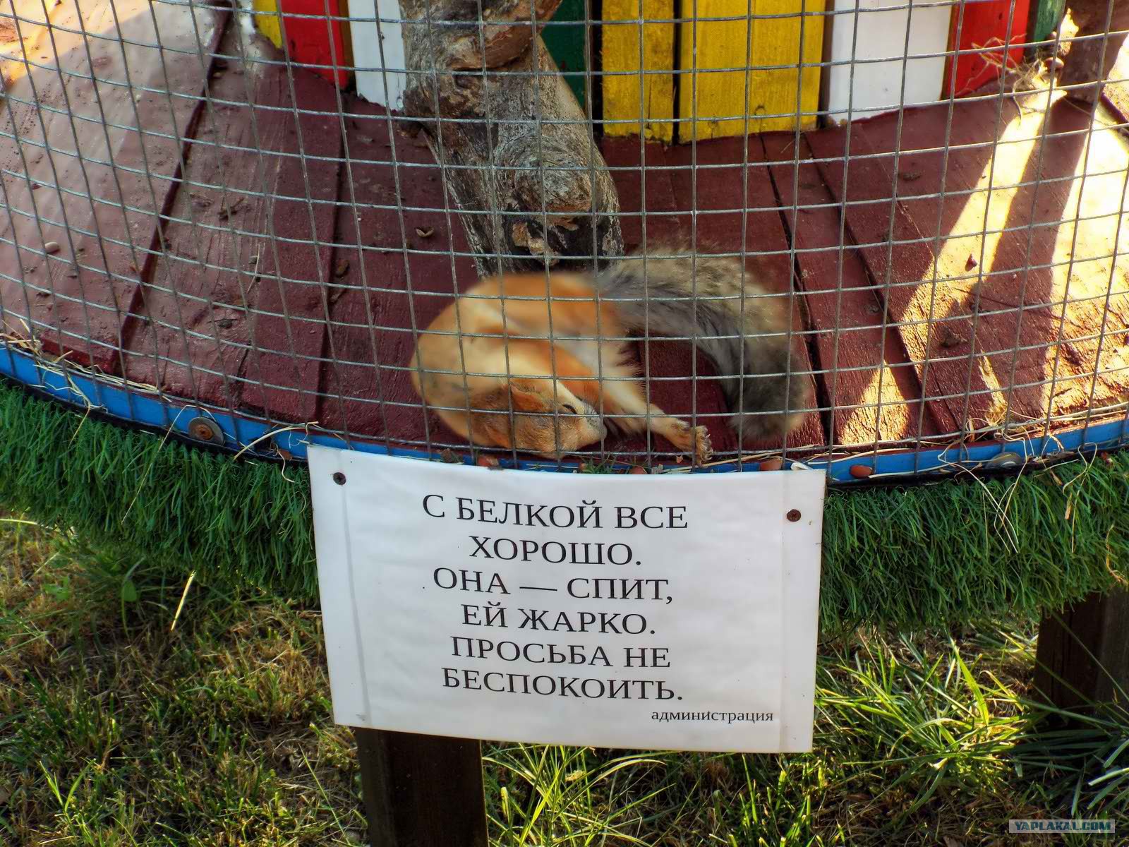 С белкой все хорошо она спит
