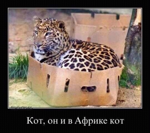 Котовторник