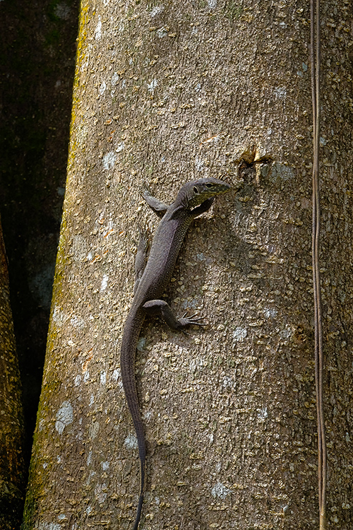 Мадагаскарская руконожка.
