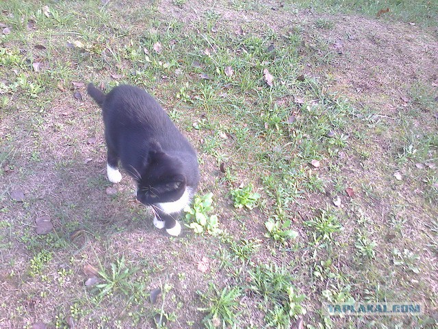 Котовторник 16.02.16