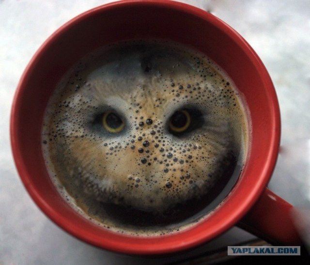 Они живые. Они смотрят на нас!