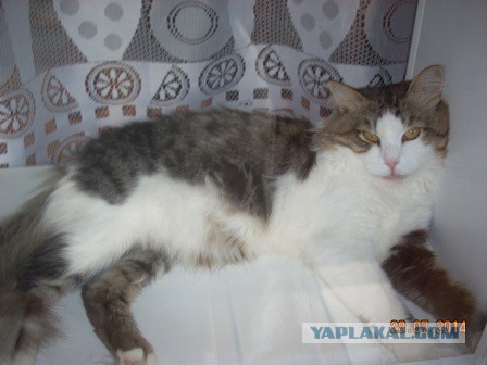 Выхожу на веранду, а там...