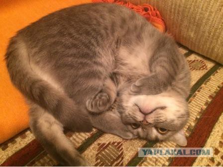 Котовторник 17.05.2016