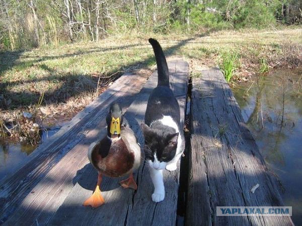 Всем нашим встречам,  увы, разлуки суждены...