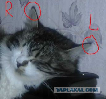 Домашние коты на природе