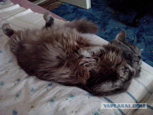 Котовторник 09.08.2016