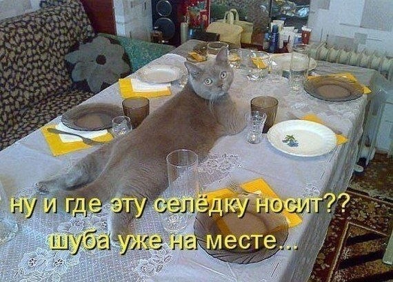 Коты из сети