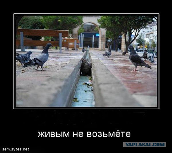 Женщины иногда лезут в мужские темы