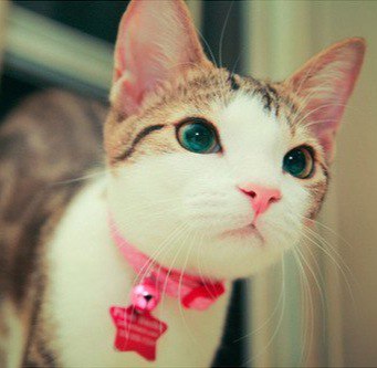 Коты и Кошки