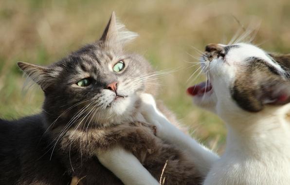 Коты и Кошки