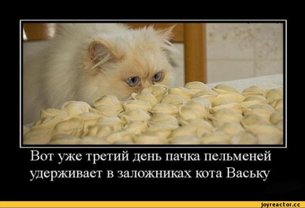 Тридцать причин обменять жену на котейку.