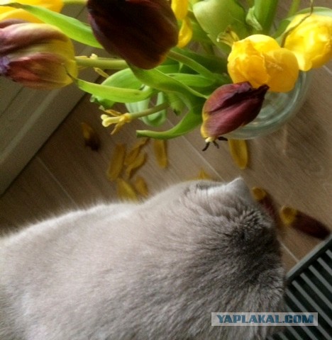 Котовторник 13.03.2018