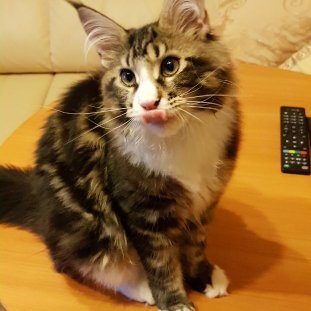 Фотобомбы котов