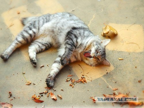 Даёшь Котовторник на ЯПе! (29.07.08)