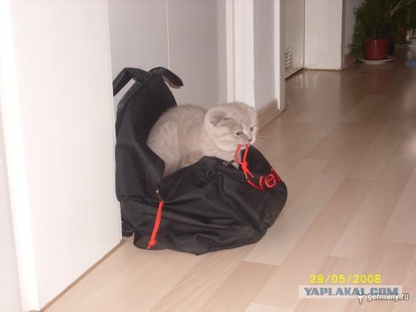 Котовторник на ферме (65 фот)