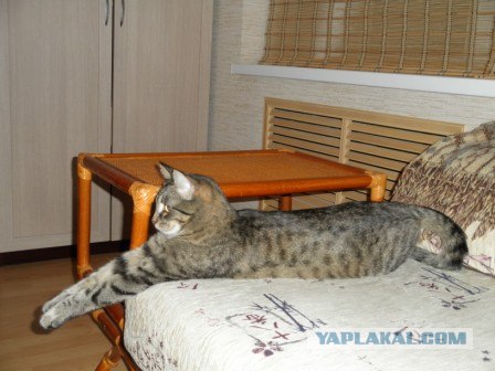 Котовторник - С праздником, котоводы!