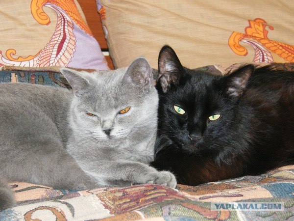 Первый котовторник июля
