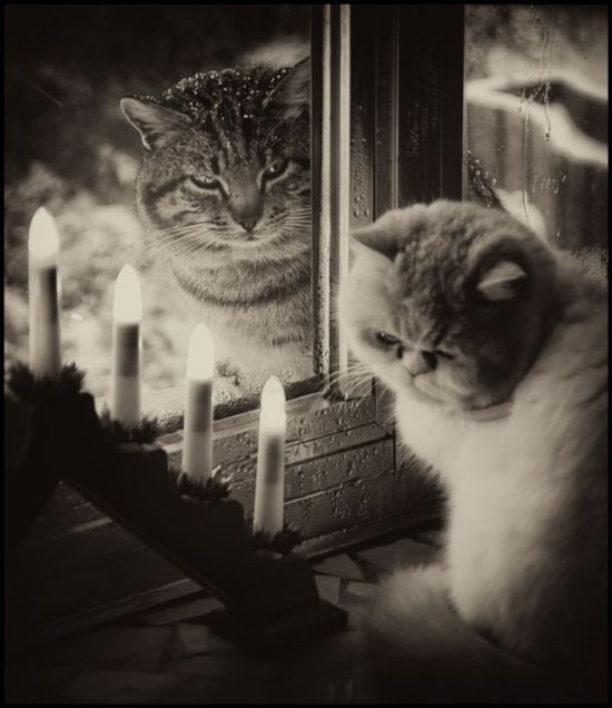 Котовторник (начало в супермаркете!)