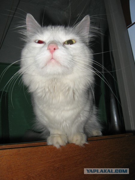Котовторник 17 января