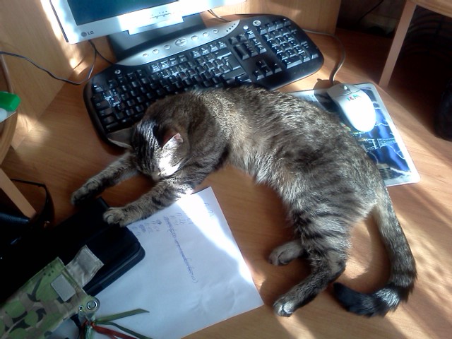 Котовторник 29.05.2012