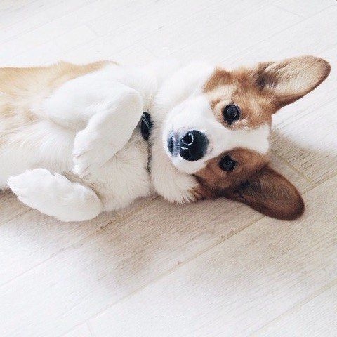 Эти забавные животные