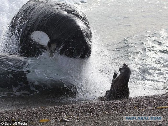 Кто это приплыл на пляж?